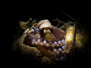 Wonderpus octopus - Wunderpus photogenicus hunting crab