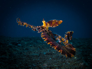 Wonderpus octopus - Wunderpus photogenicus hunting crab © dragos