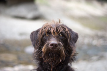 Close up of large brown dog outdoors, face only