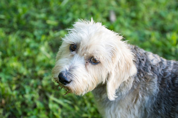 Beautiful white terrier looking at the camera wanting to play