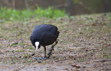 Eurasian coot (Fulica atra) walking in an aggressive posture