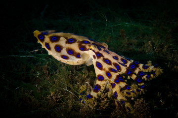 Blue ringed octopus - Hapalochlaena lunulata