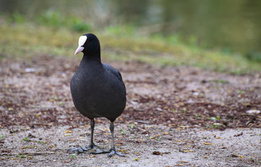 Eurasian coot (Fulica atra) standing on the ground
