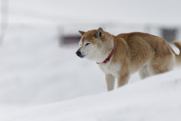 冬の柴犬