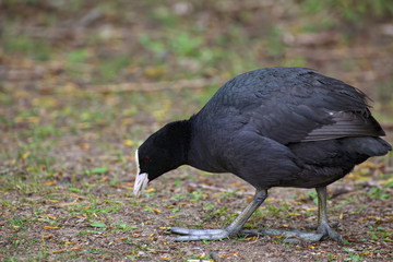 Eurasian coot (Fulica atra) foraging on the ground