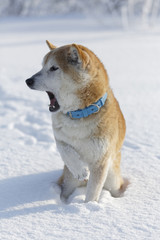 冬の柴犬