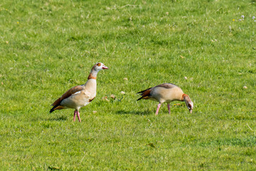 Two brown wild ducks goose red snail orange eyes