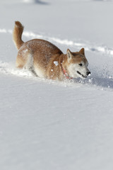 Fototapeta premium 冬の柴犬