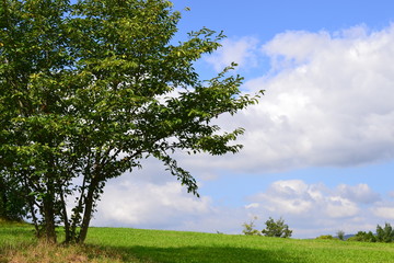 Fototapeta na wymiar 夏の空と木