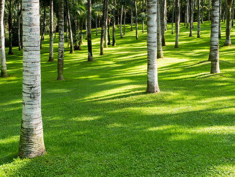 Gepflegte Rasenfläche mit Palmenbaumstämmen