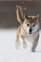 雪と柴犬
