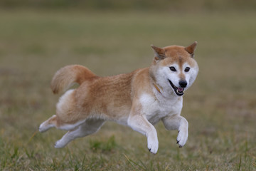 野原で遊ぶ柴犬