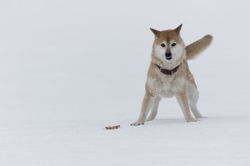 雪と柴犬