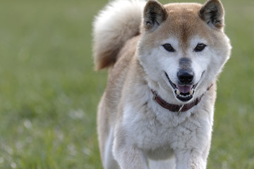 野原で遊ぶ柴犬