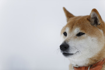 雪と柴犬