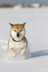 雪と柴犬
