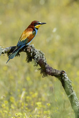 European bee-eater
