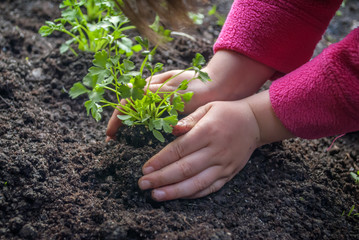 Young Girl 3yrs digging up hole In Garden for Planting Parsley Plant close-up