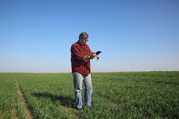 Farmer or agronomist examining quality of wheat in field using tablet, early spring