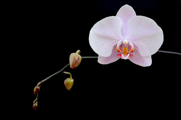 Fototapeta na wymiar Phalaenopsis orchid on a black background