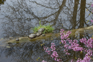 Obraz na płótnie Canvas Turtles on Log in Pond