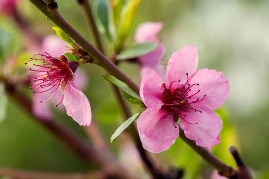 Flowering with pink flowers is the peach tree