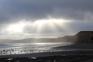 Sunshine on Sandpipers 