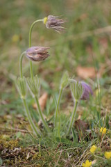 Pulsatilla vulgaris (common pasque flower or Danes blood)