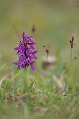Anacamptis morio, the green-winged orchid or green-veined orchid