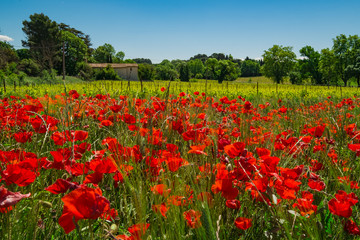 Fototapeta na wymiar Paysage rural de Provence, France au printemps. Le champ de coquelicots les vignes et une maison. de campagne.