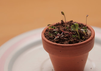 Macro of various flower sprouts in a small pot