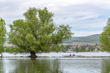 Old willow tree in the middle of the Rhine river in front of Oestrich-Winkel town