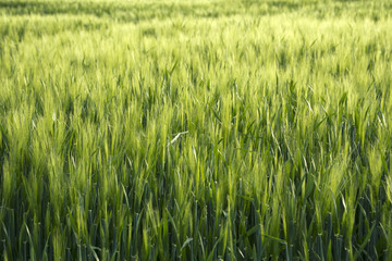 Lavender fields in Köröshegy, Hungary near Lake Balaton