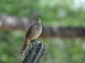 Curve-billed Thrasher in Rio Grande Valley