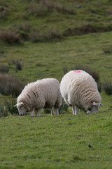 Fototapeta premium Irish Hill Sheep Grazing