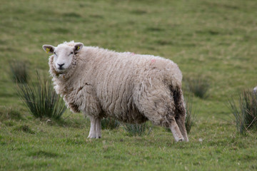 An Irish Sheep