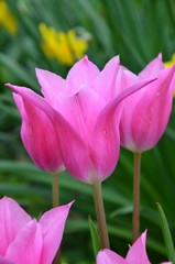 Rosa Tulpen blühen im Garten