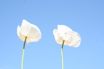 Two White Flowers Against Blue