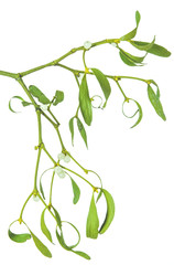 Green mistletoe isolated on white background.
