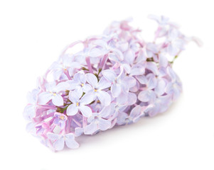 Obraz premium Lillac flower