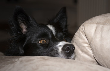 Close up of the muzzle of a border collie puppy relaxing on the couch
