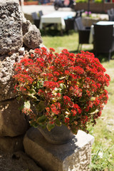 Stone vase with red flowers