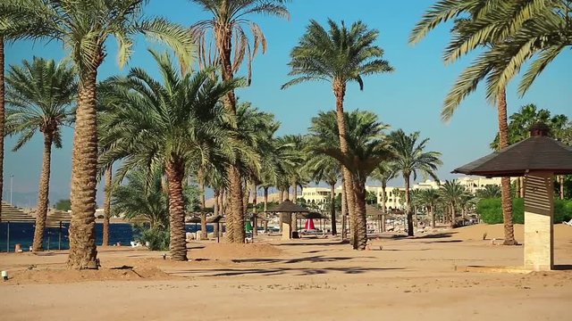 Beautiful palms on the beach. Tropical resort in Tala Bay, Hashemite Kingdom of Jordan