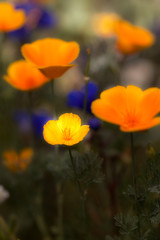Obraz premium California/Mexican Poppies and Desert Bluebelle Wildflowers