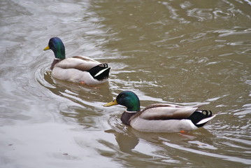 Obraz premium Cruising