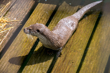 beautiful otter inside an European zoo