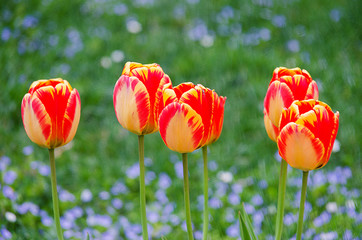 Obraz premium Delicate soft tulips bloom