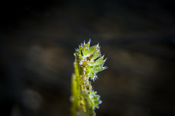 Obraz premium Nudibranch laying eggs