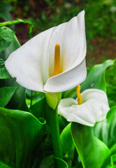 Los encantos de Arrazola ( Atxondo )