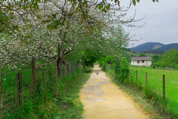Los encantos de Arrazola ( Atxondo )